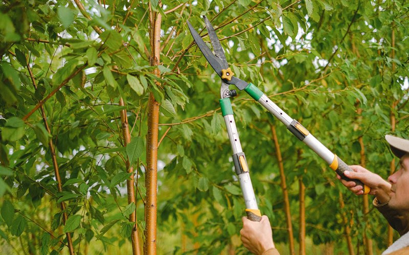 Tree trimming in Kinderhook, IL