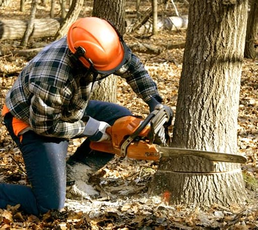 Tree Removal in Kinderhook, IL